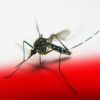 Înțepăturile de țânțari ? Prevenție și tratament