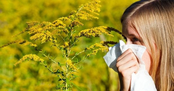 Alergia alarmanta la Ambrozia
